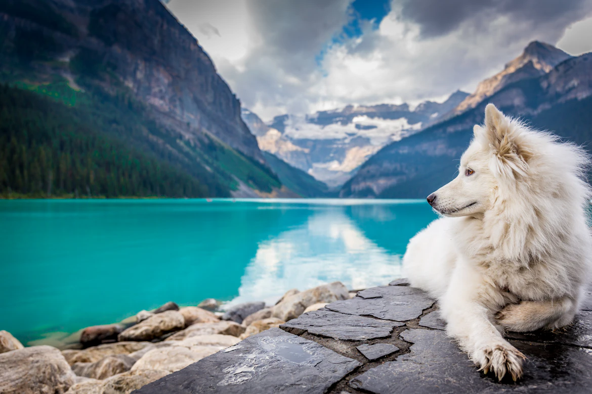 Chien blanc au bord d'un lac de montagne turquoise